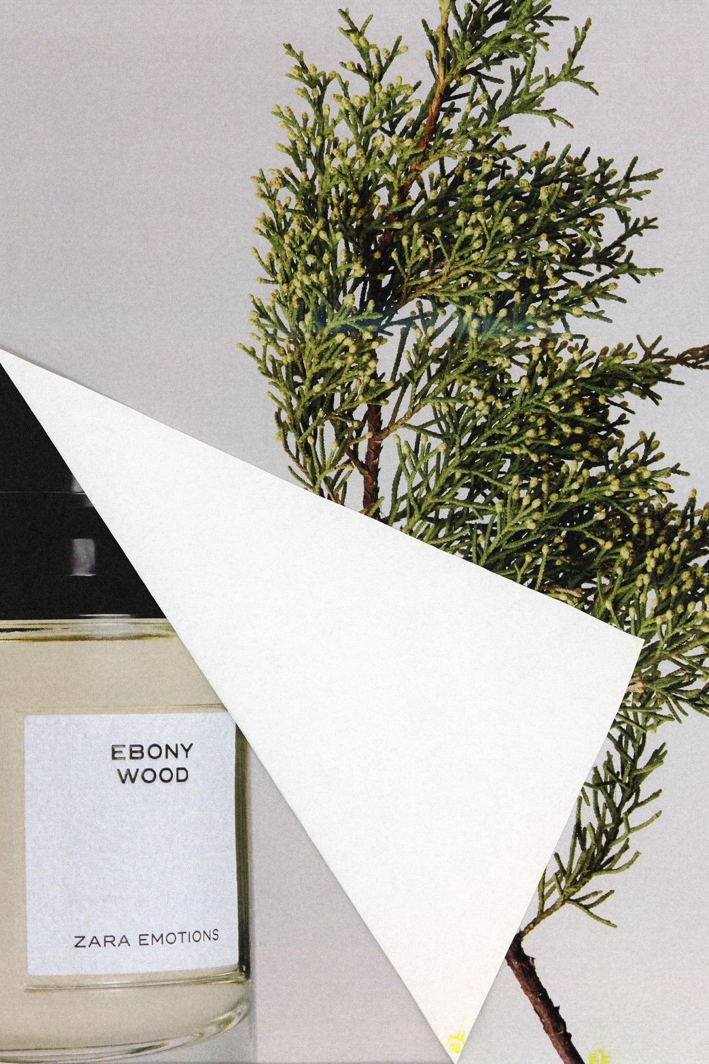 Ebony Wood EDP 100ml